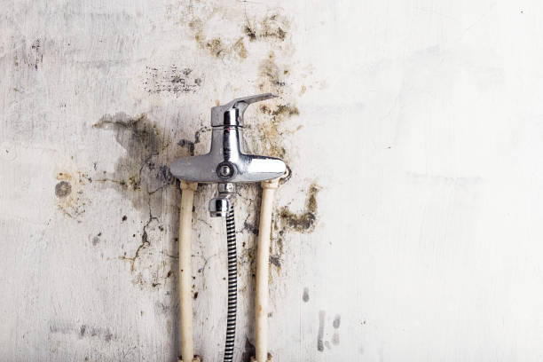Professional Mold Removal in Moraine, OH