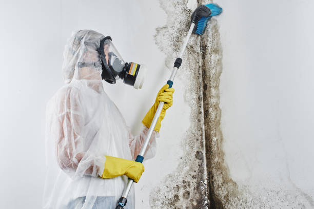 Best Mold Damage Repair  in Moraine, OH