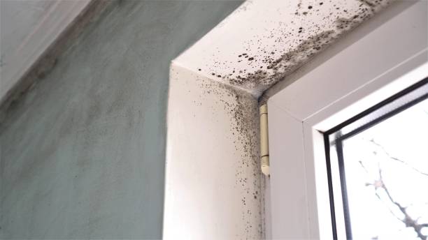 Best Certified Mold Removal  in Moraine, OH