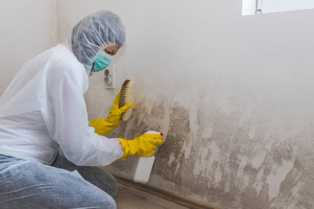 Best Affordable Mold Removal  in Moraine, OH