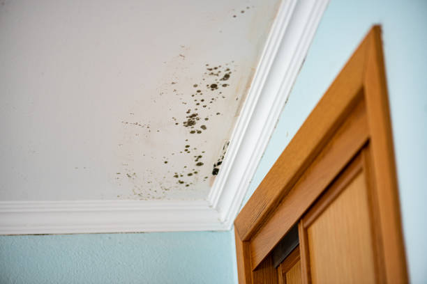 Best Mold Testing and Removal  in Moraine, OH