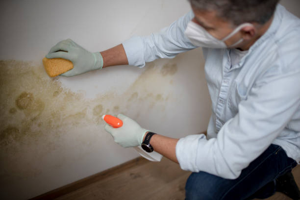 Best Residential Mold Removal  in Moraine, OH