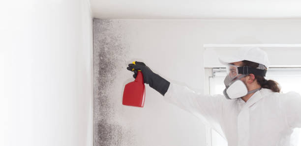 Best Professional Mold Removal  in Moraine, OH