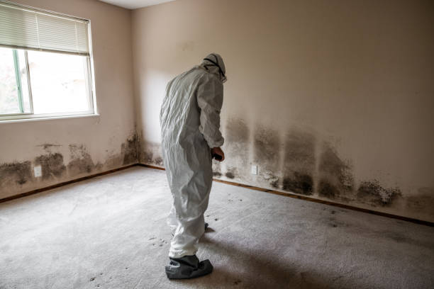 Best Toxic Mold Removal  in Moraine, OH