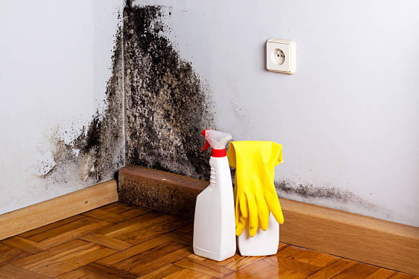Best Emergency Mold Removal  in Moraine, OH