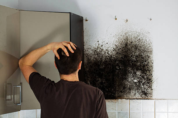 Attic Mold Removal in Moraine, OH