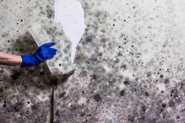 Best Fast Mold Removal  in Moraine, OH